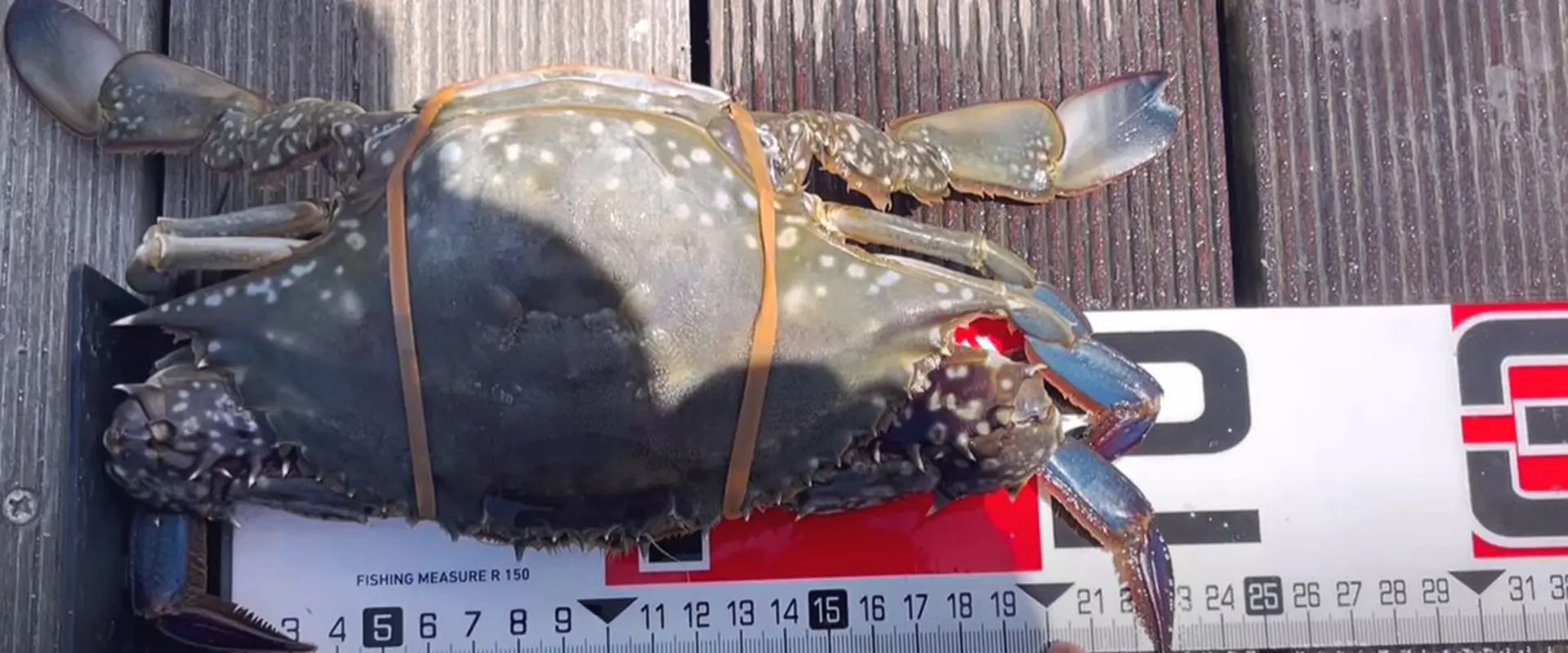 ワタリガニ（ガザミ）の食べ方・むきかた？締め方と臭み取り まとめ