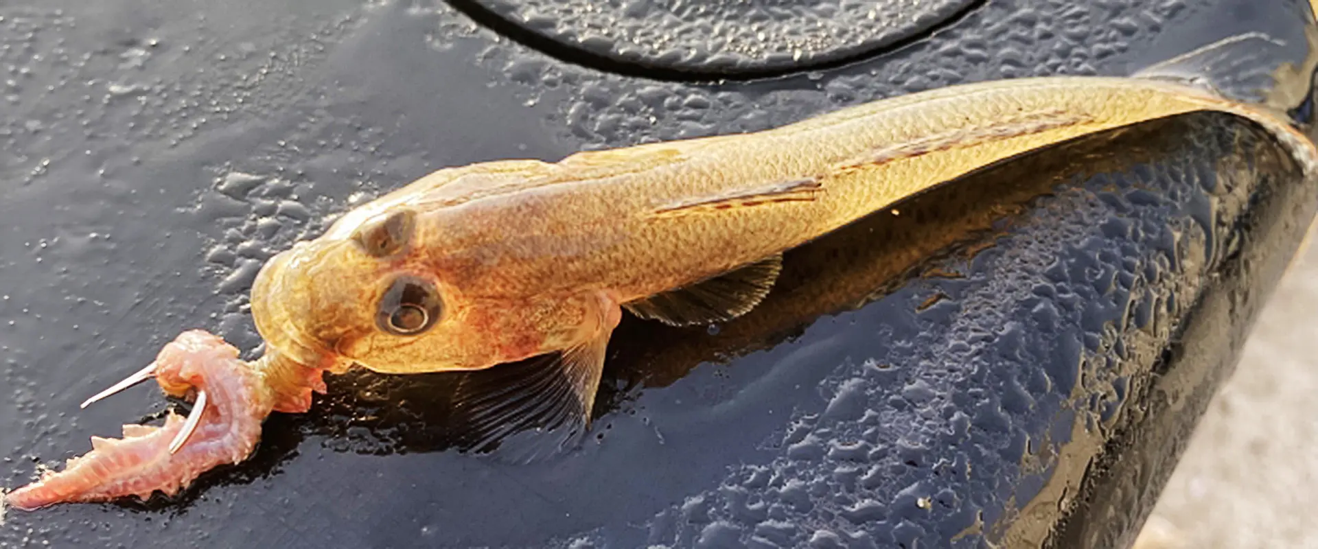青イソメで釣れる魚は？噛むの？値段と生息地？堤防の仕掛け