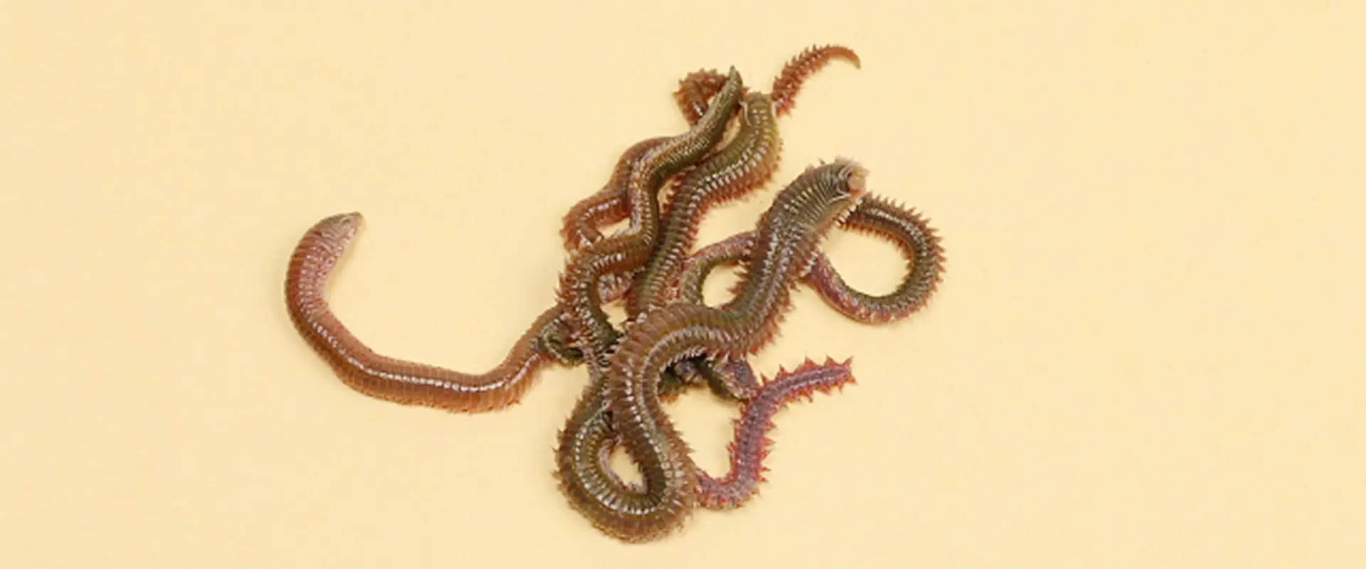 そもそも青イソメ（青虫）とは？どんな生き物？