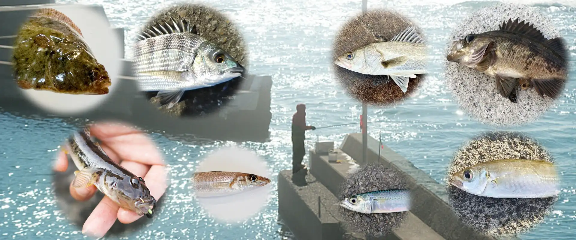 堤防で釣れる魚は？