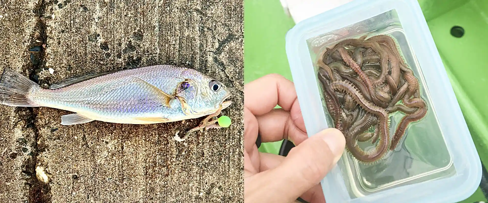 青イソメ釣れる理由