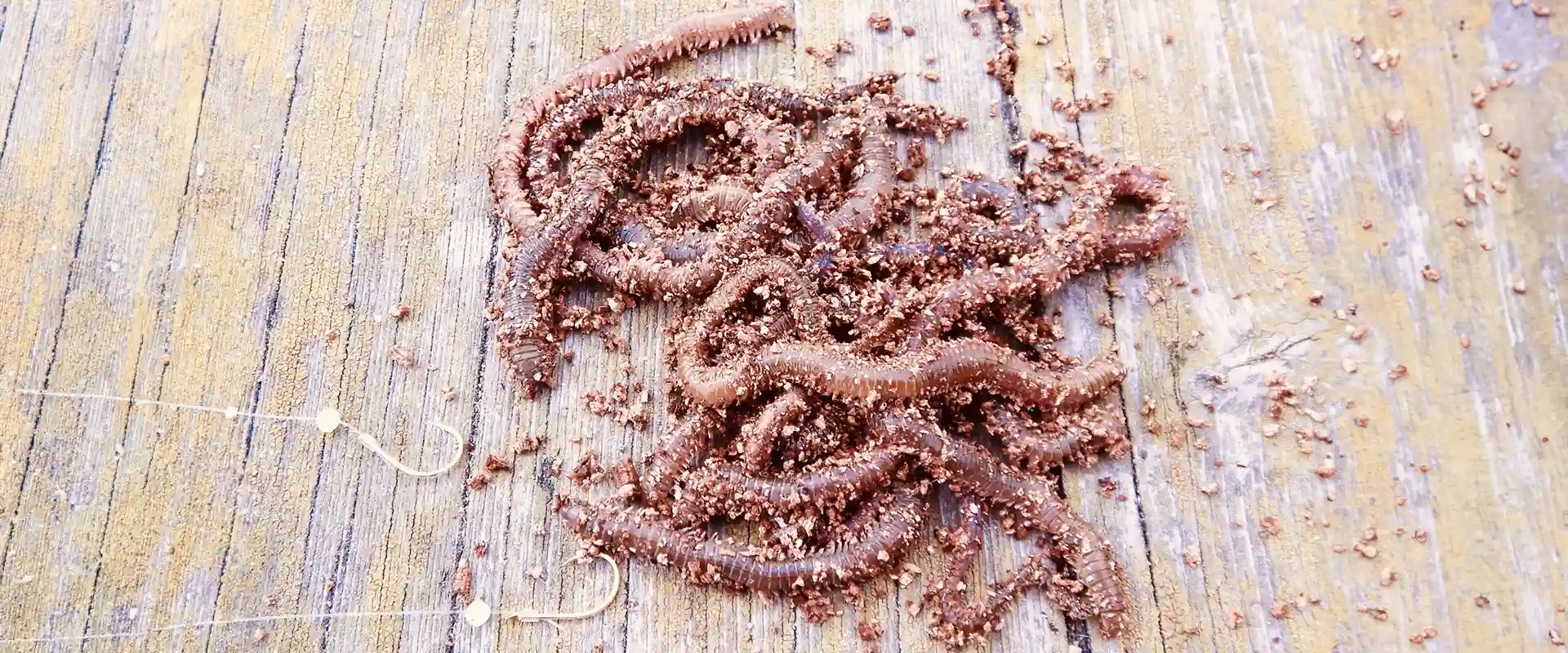 青イソメで釣れる魚は？噛むの？値段と生息地？堤防の仕掛け まとめ