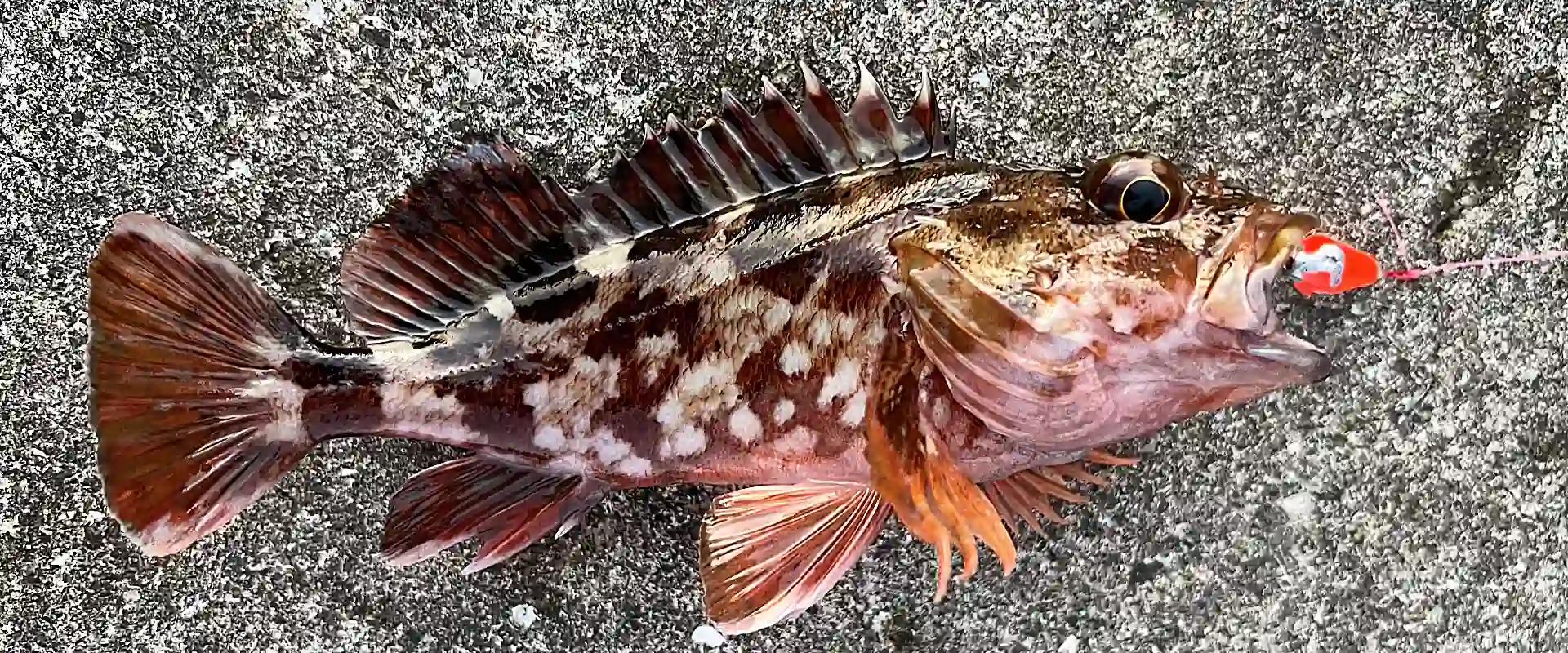 ブラクリの結び方はサルカン？直付け？釣り方は餌でチョイ投げ？