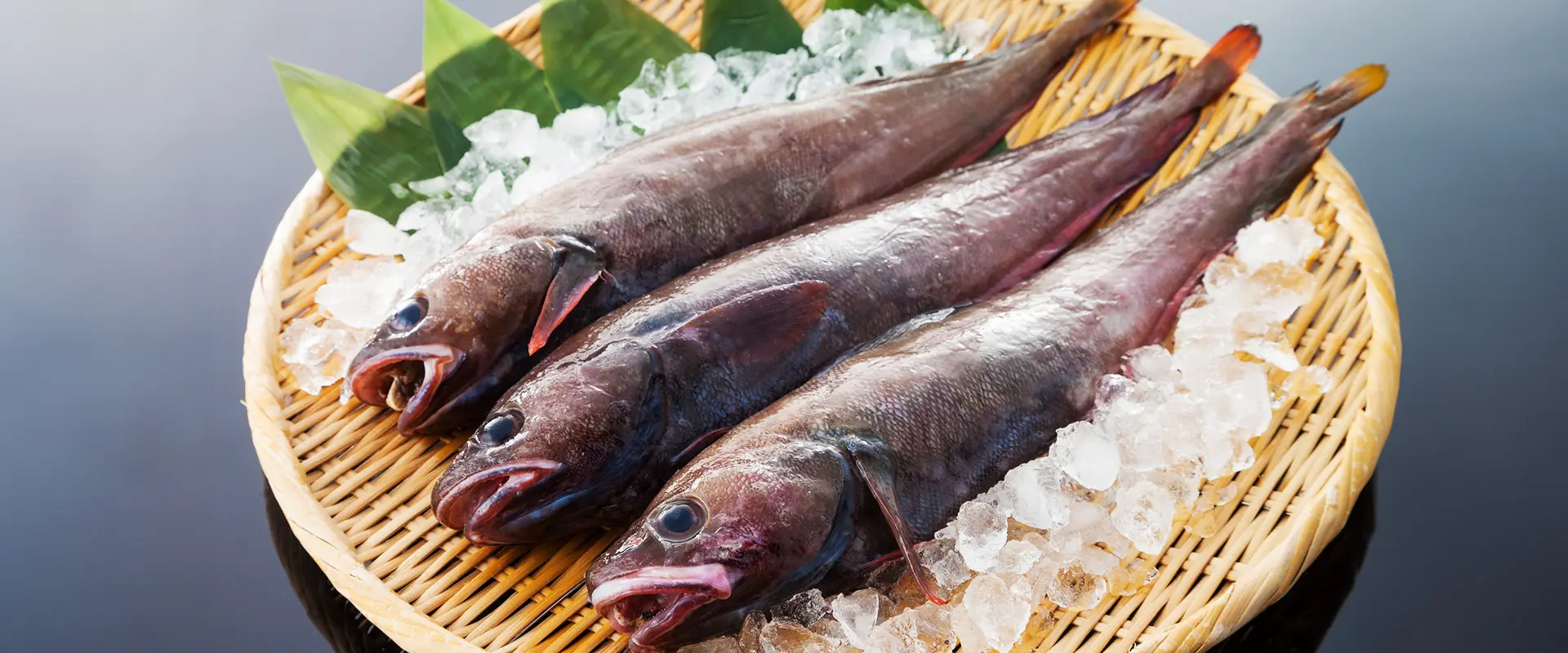 どんこって魚の食べ方は？毒あるの？汁の美味しいレシピ