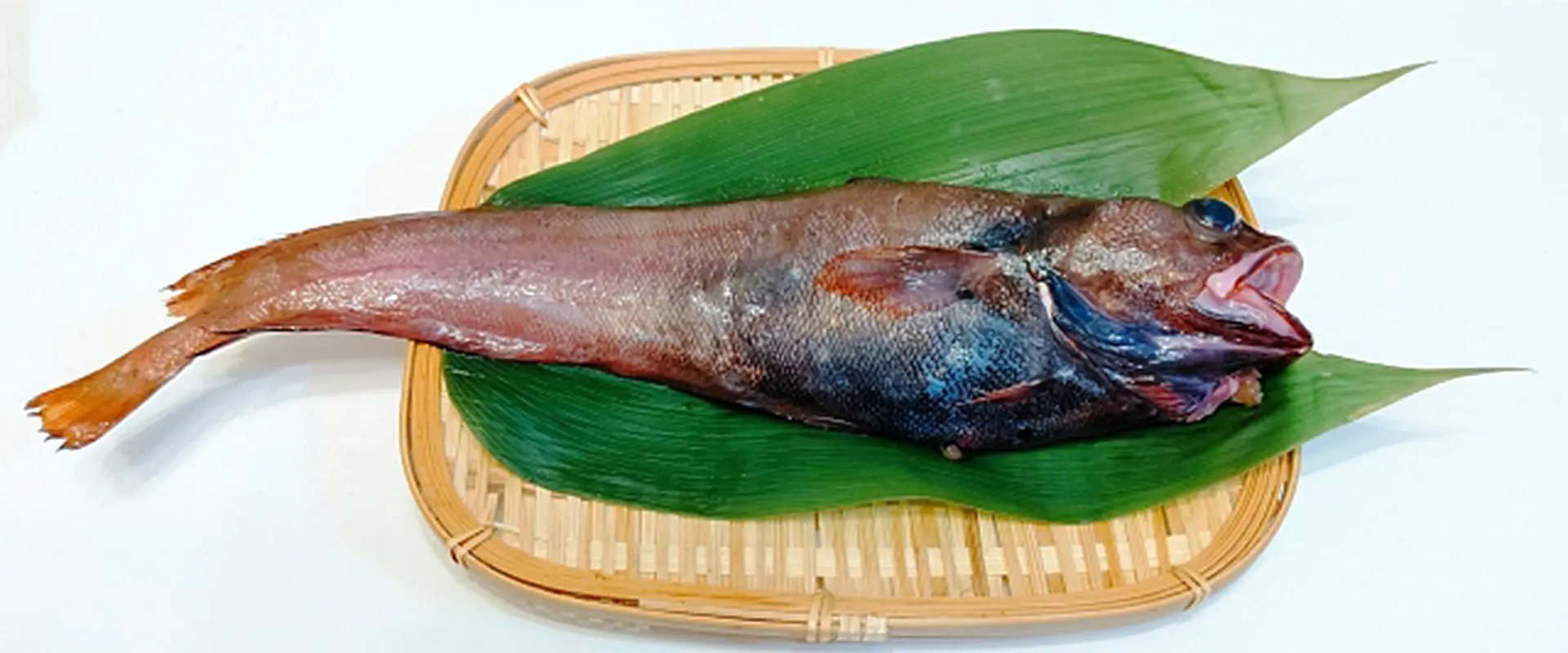 そもそもどんこ（チゴダラ）とは？どんな魚？