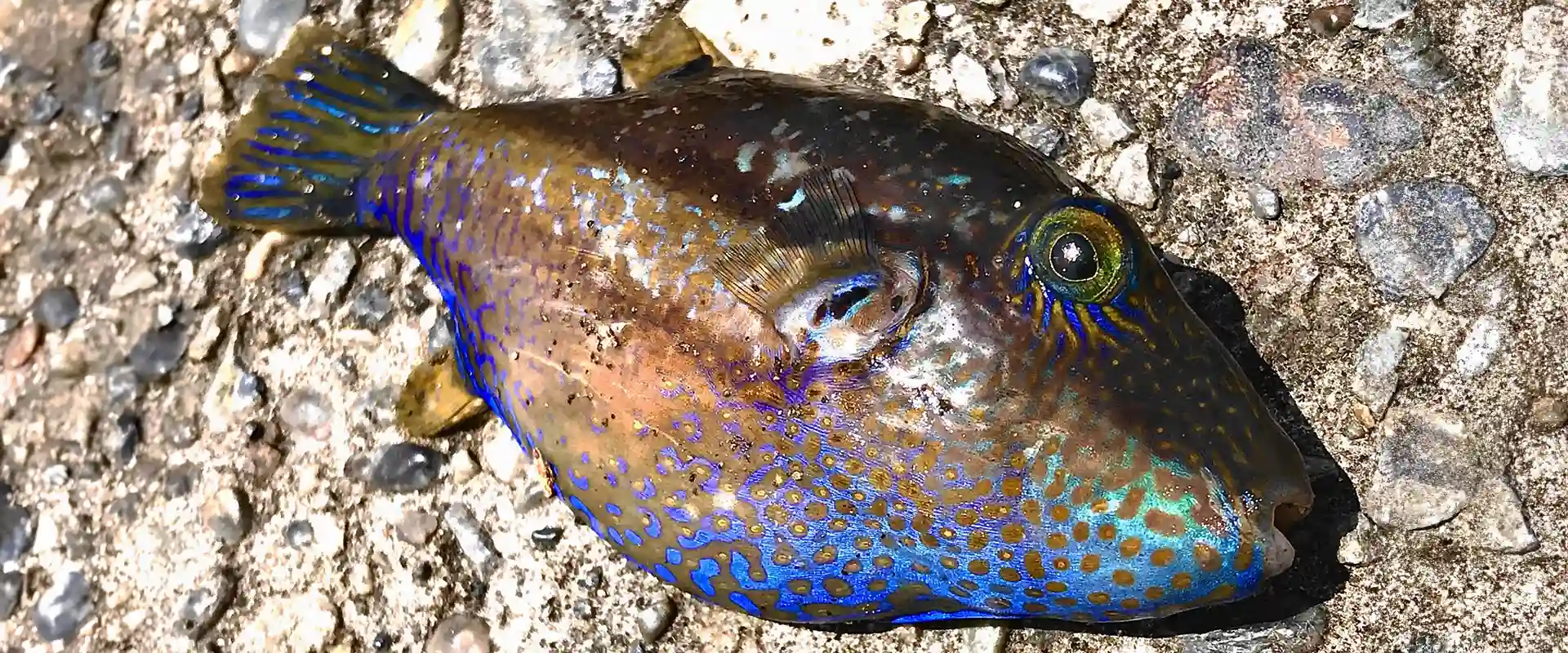 キタマクラを触ったらどうなる？死亡例は？カワハギとの違い