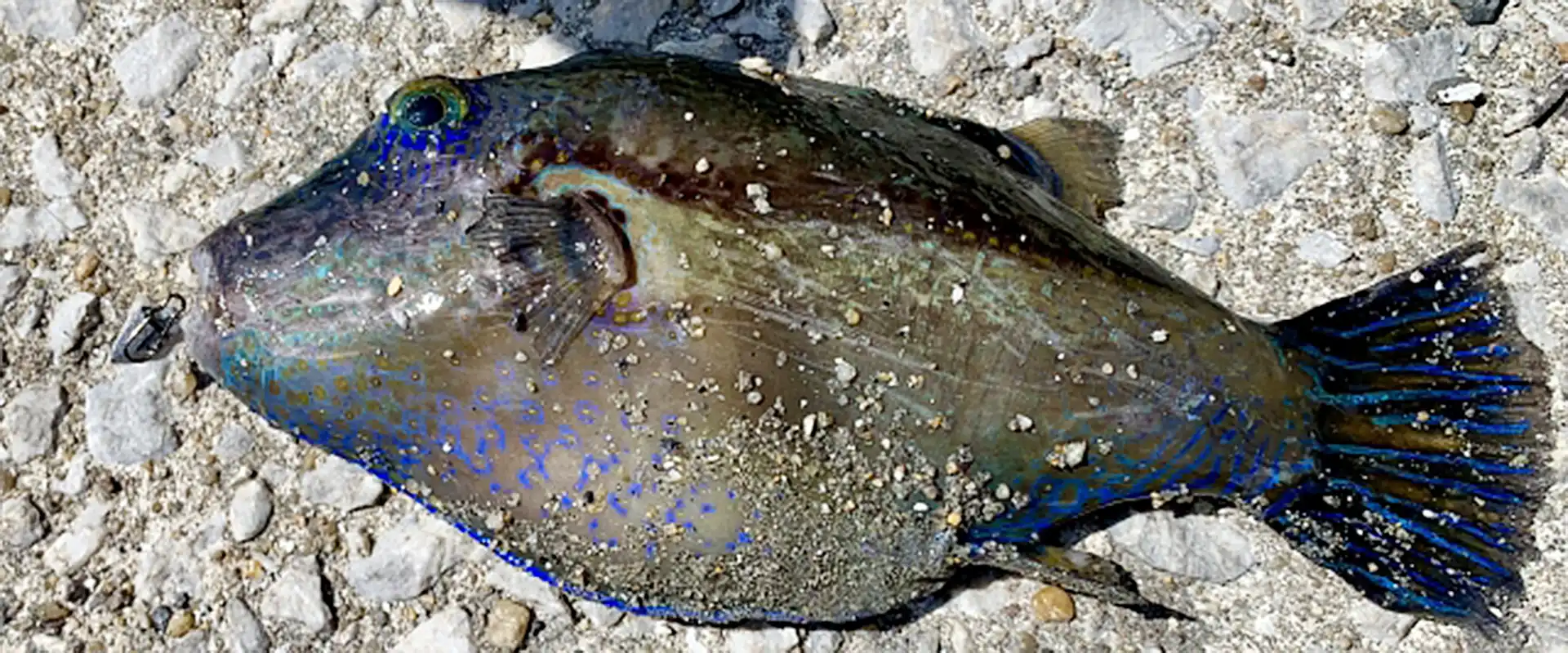 そもそもキタマクラとは？どんな魚？