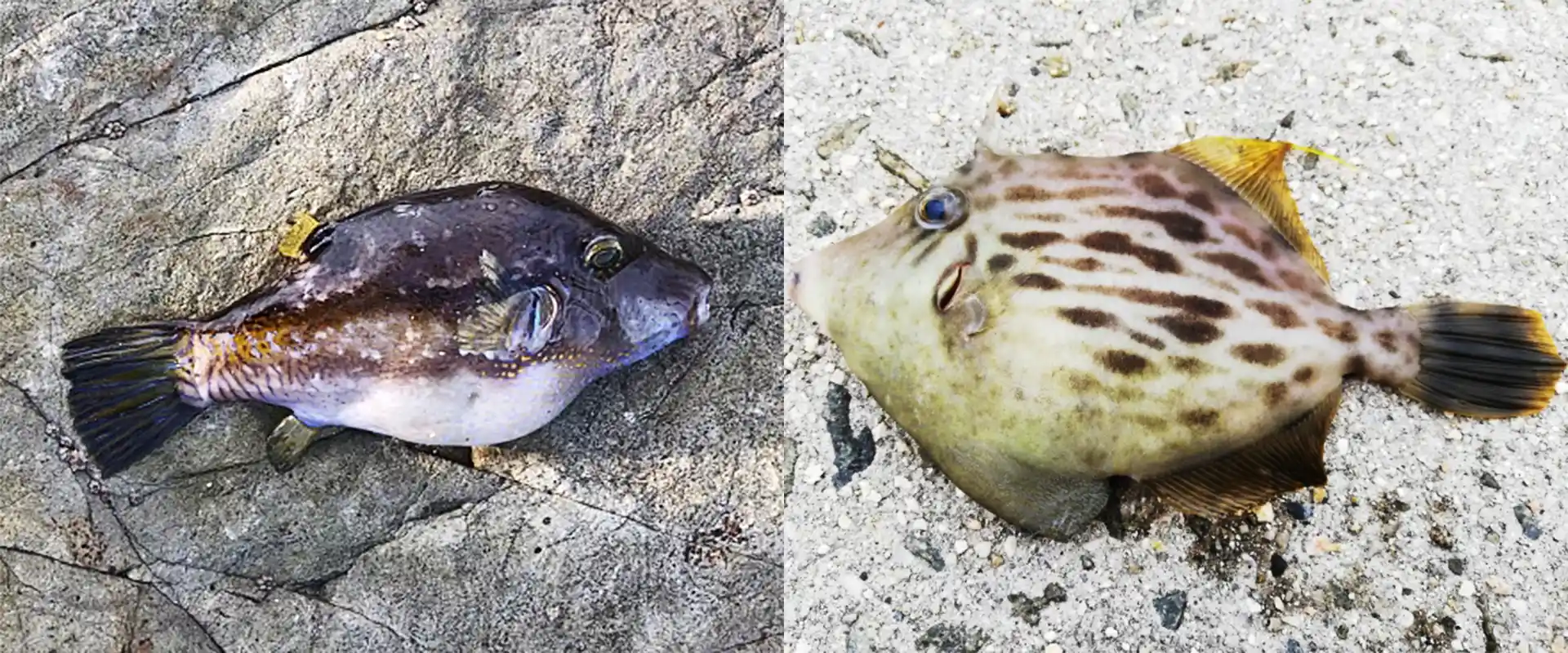 カワハギとの違い