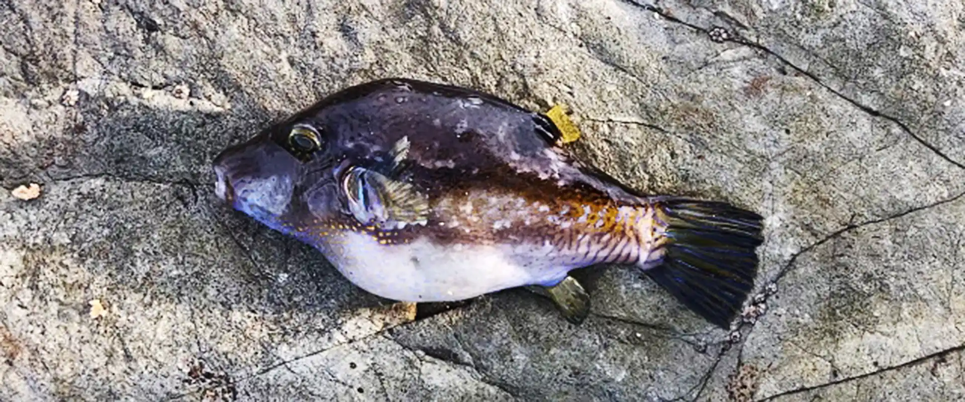 キタマクラを触ったらどうなる？死亡例は？