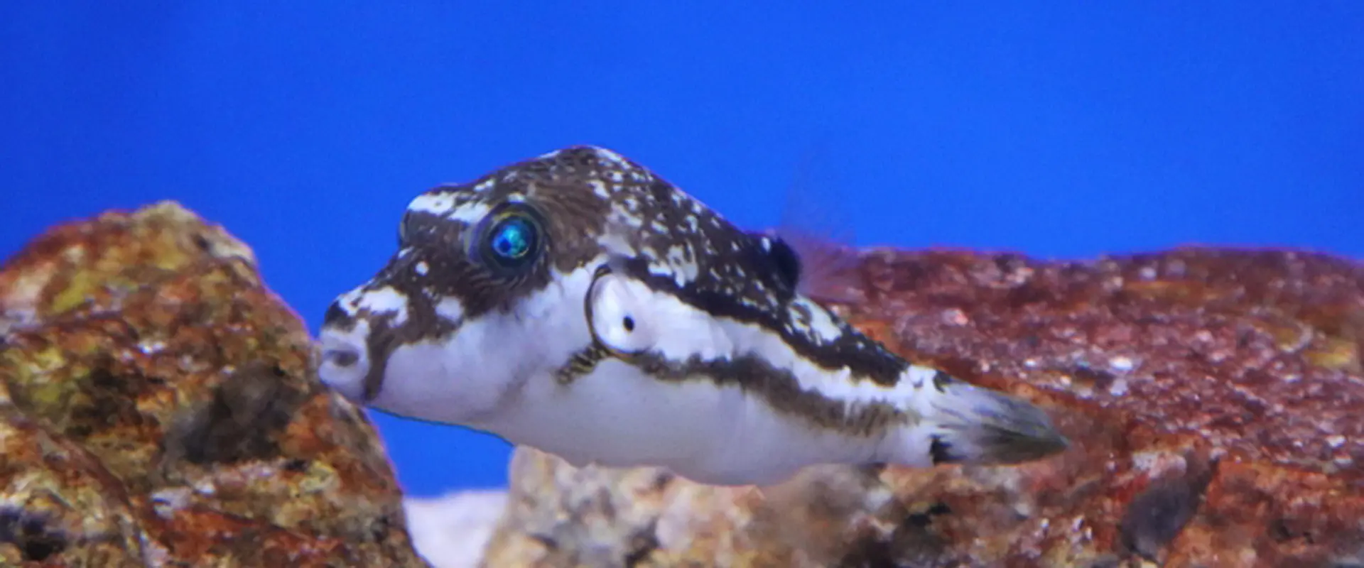 食べたらどうなる