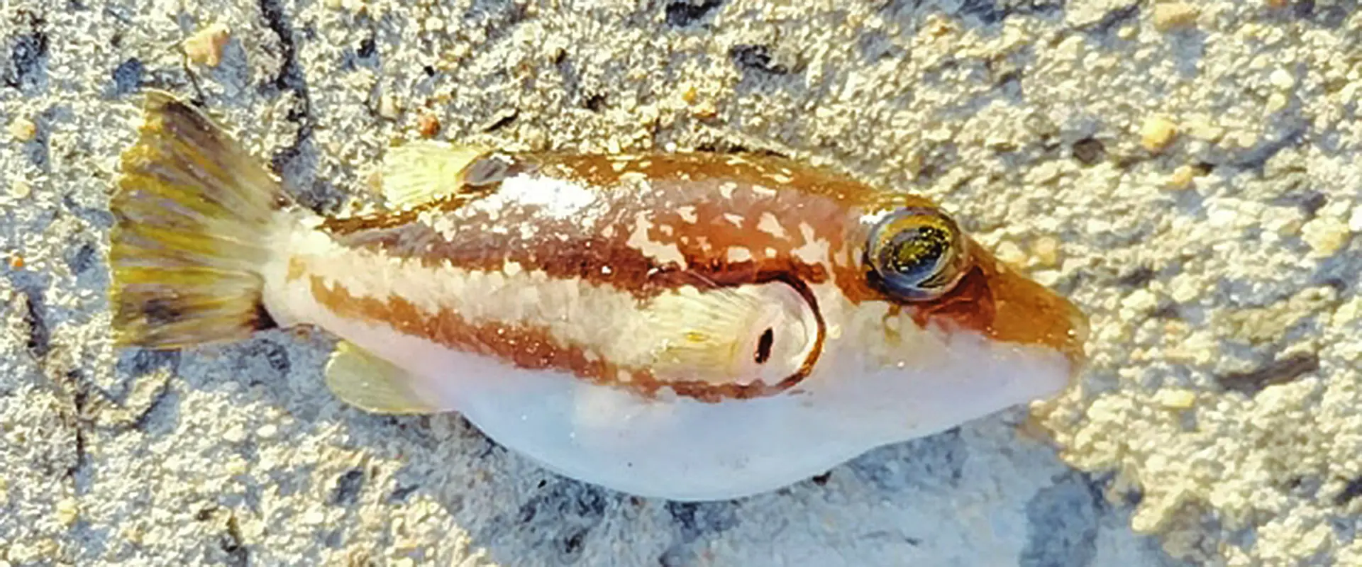 キタマクラを触ったらどうなる？死亡例は？カワハギとの違い まとめ