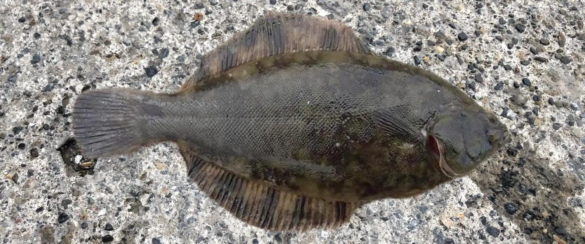 黒カレイの味はまずい？臭くない下処理は？クロガシラとの違い