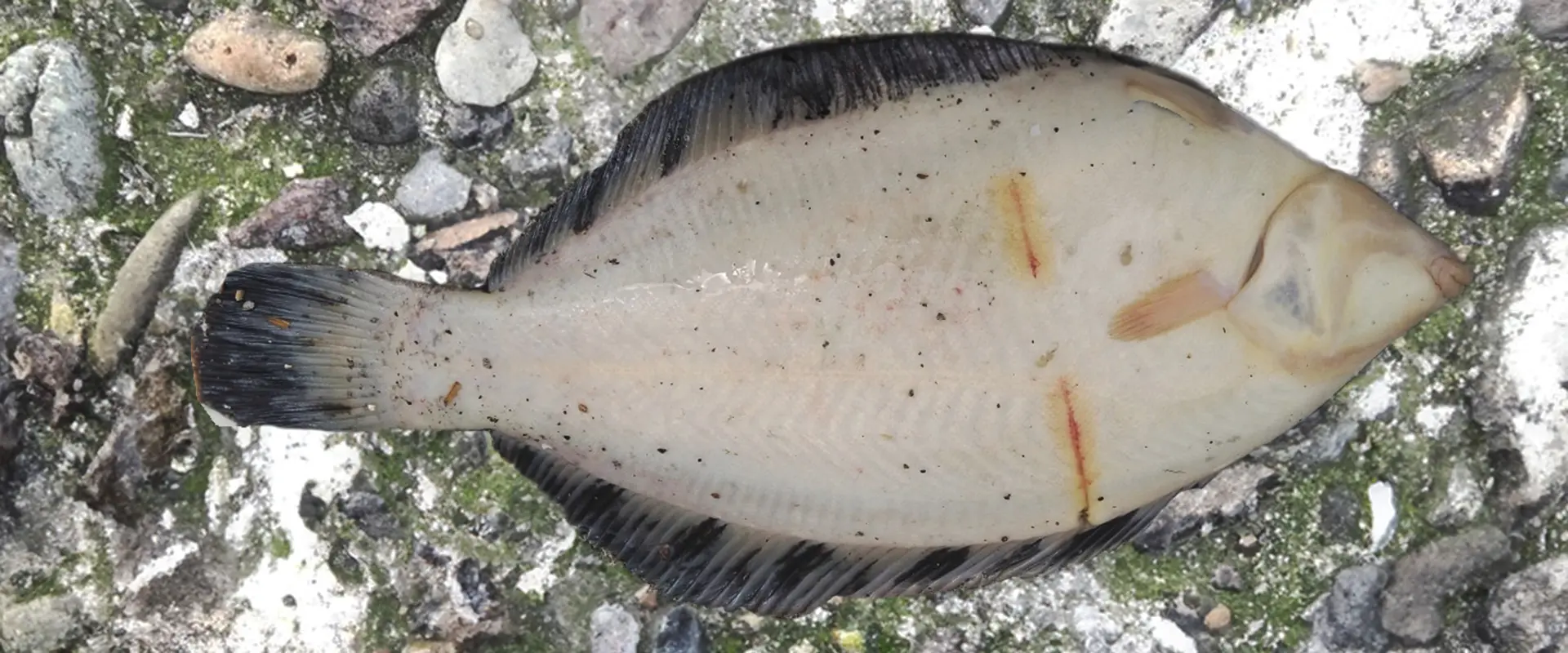 黒カレイとは？どんな魚なの？クロガシラとの違い