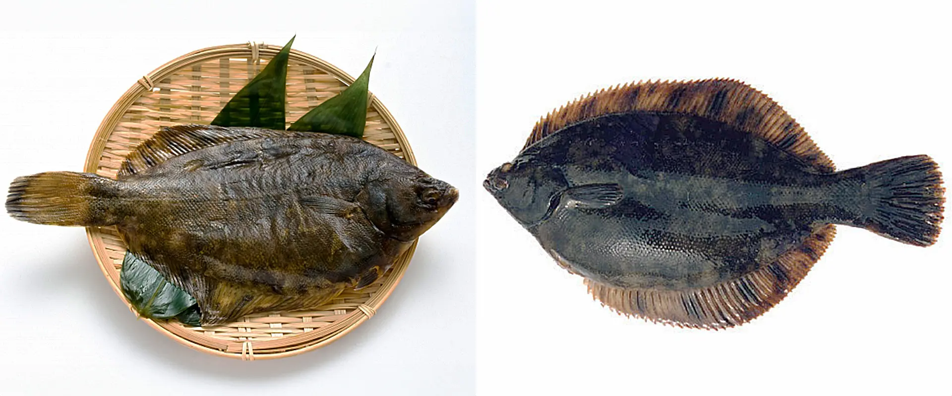 クロガシラカレイとの違い