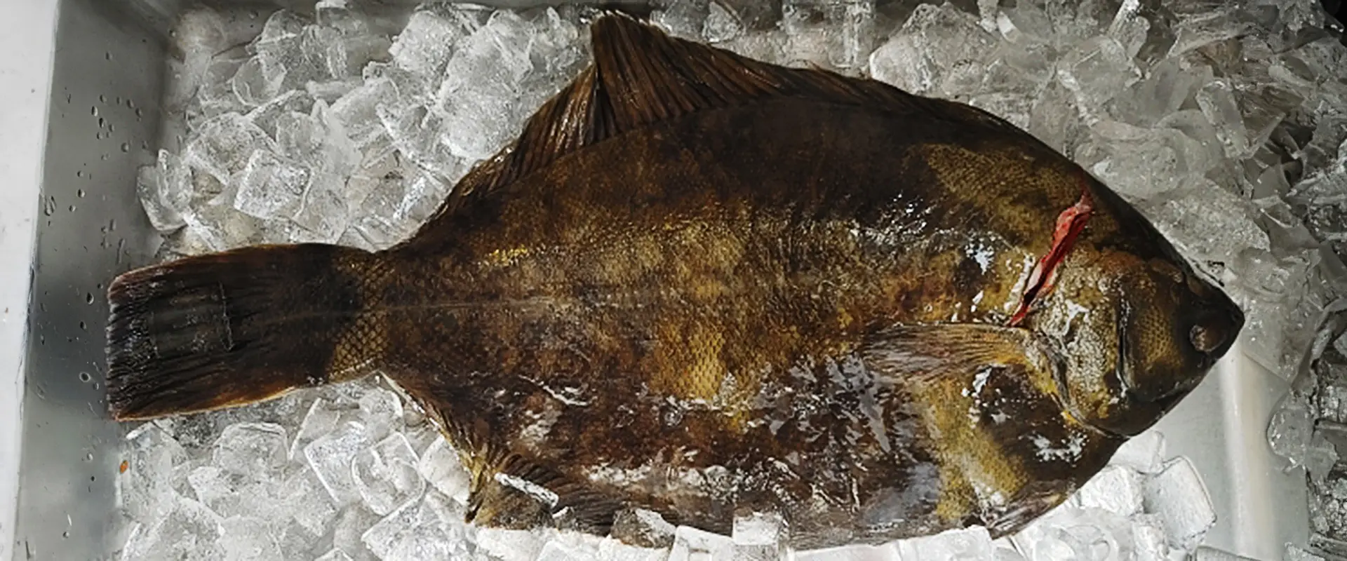 黒カレイの臭くない下処理は？（ぬめり取り）