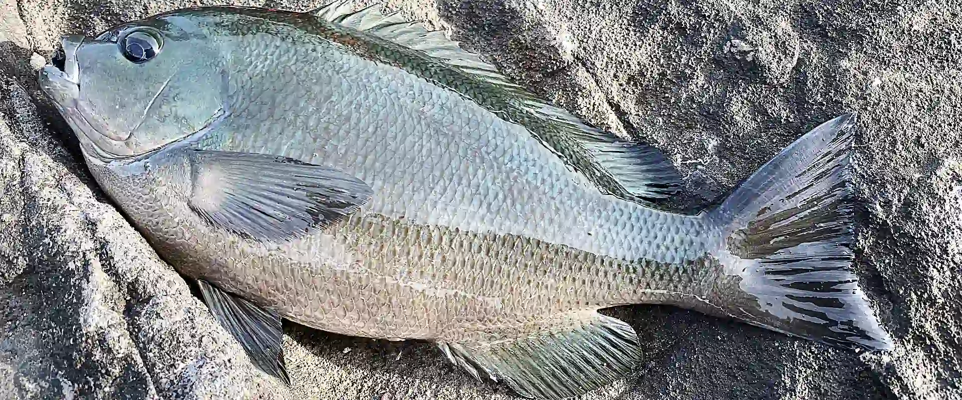 メジナ料理の食べ方は塩焼き？臭み取って刺身は寝かせると◎
