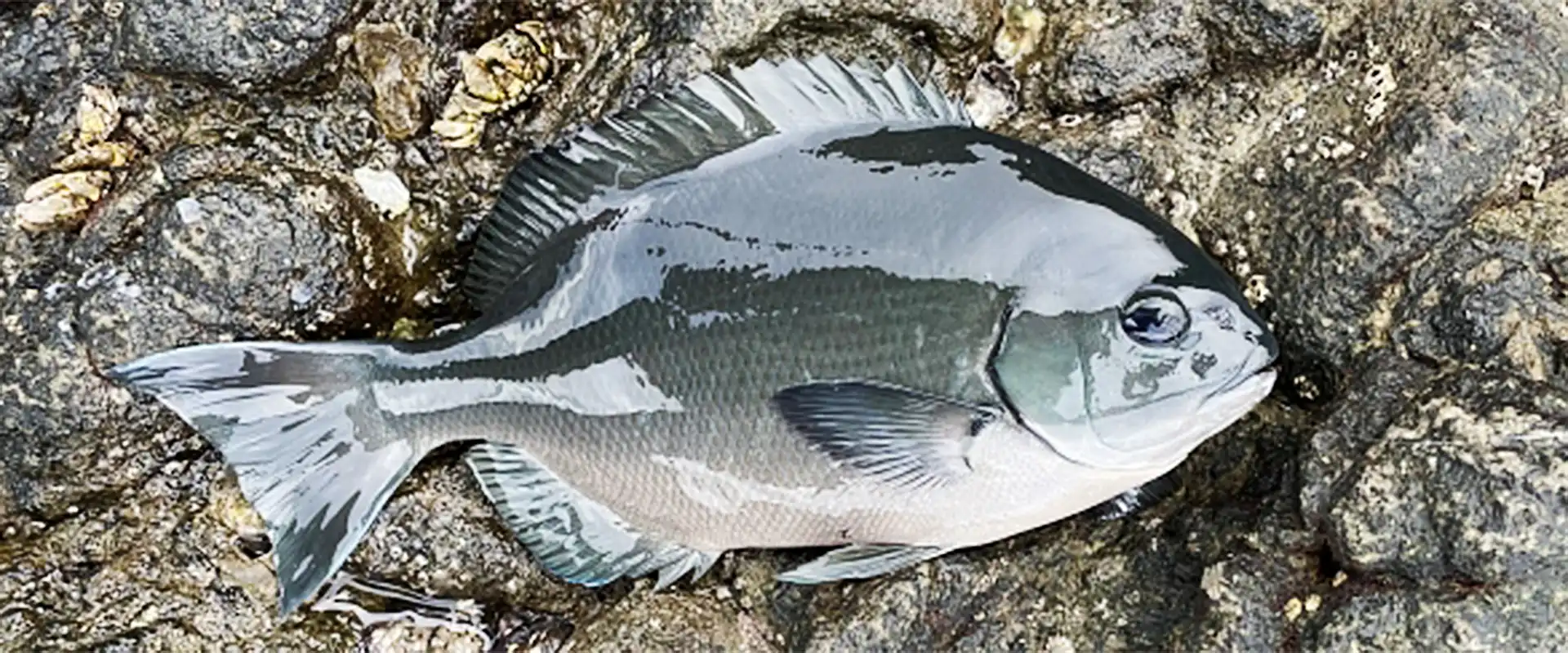 そもそもメジナ（グレ）とは？どんな魚？刺身は寝かせる