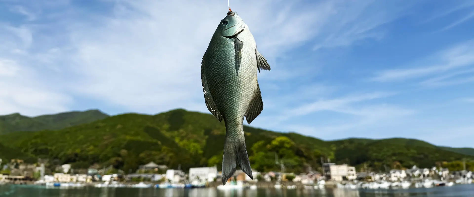 メジナ料理の食べ方は塩焼き？臭み取って刺身は寝かせると◎まとめ