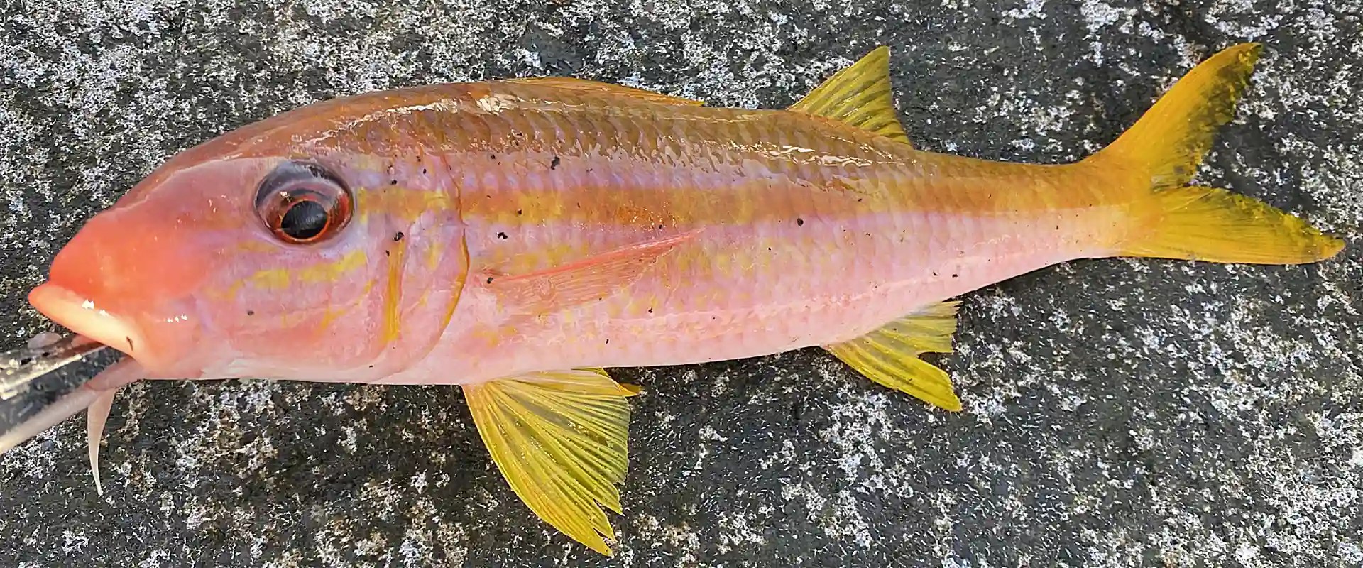 おじさんって魚の食べ方と値段は？まずいの？おばさんもいる？