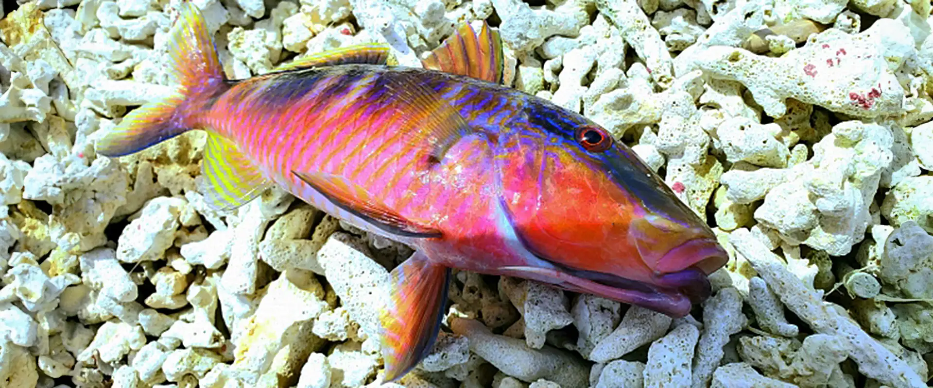 そもそも「おじさん」とは？どんな魚？「おばさん」もいる？