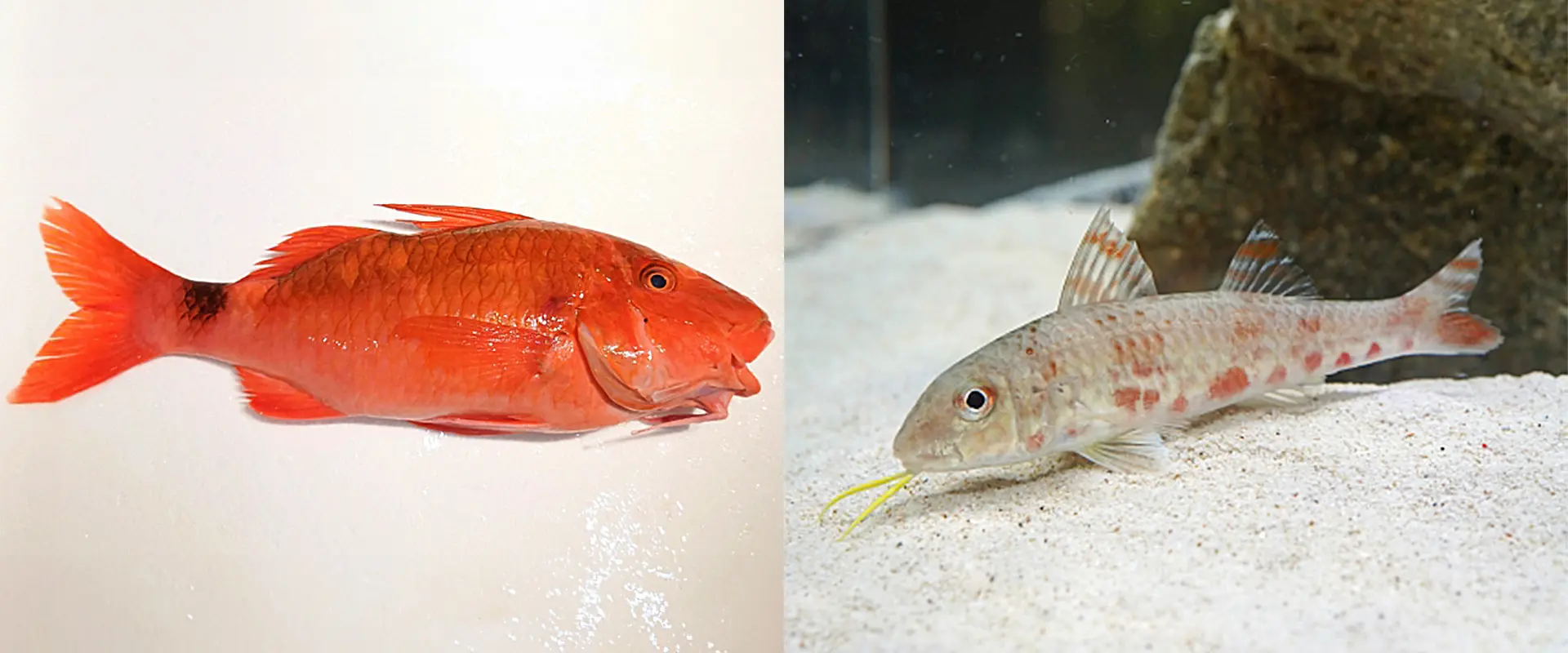 ヒメジとの違い