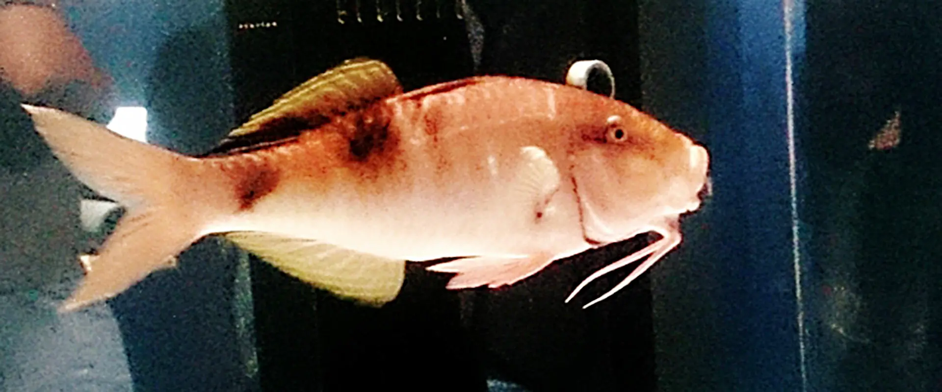 「おじさん」って魚の食べ方は？まずいの？