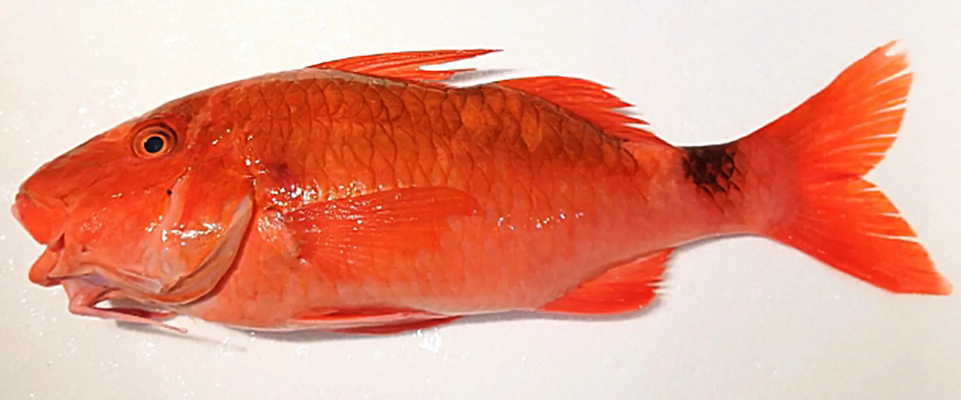 どんな味？まずいの？