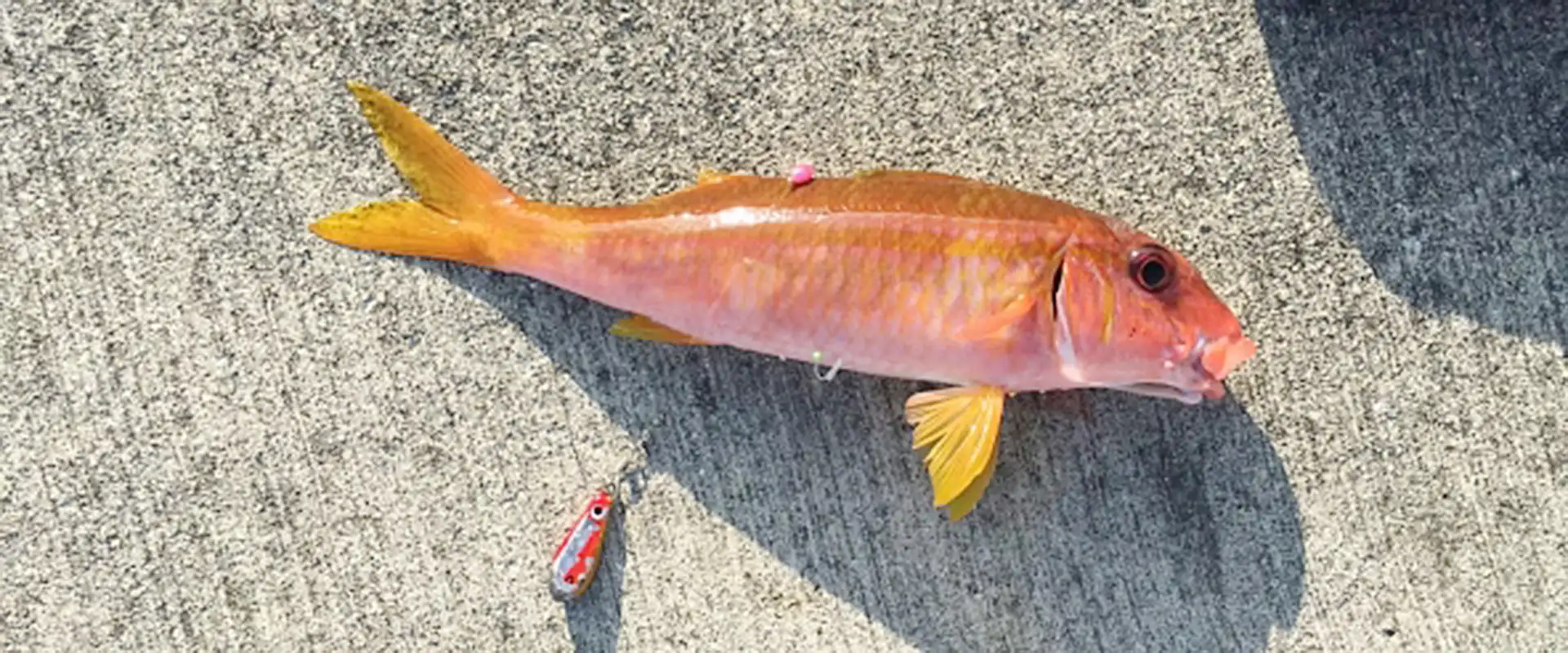 おじさんって魚の食べ方と値段は？まずいの？おばさんもいる？まとめ