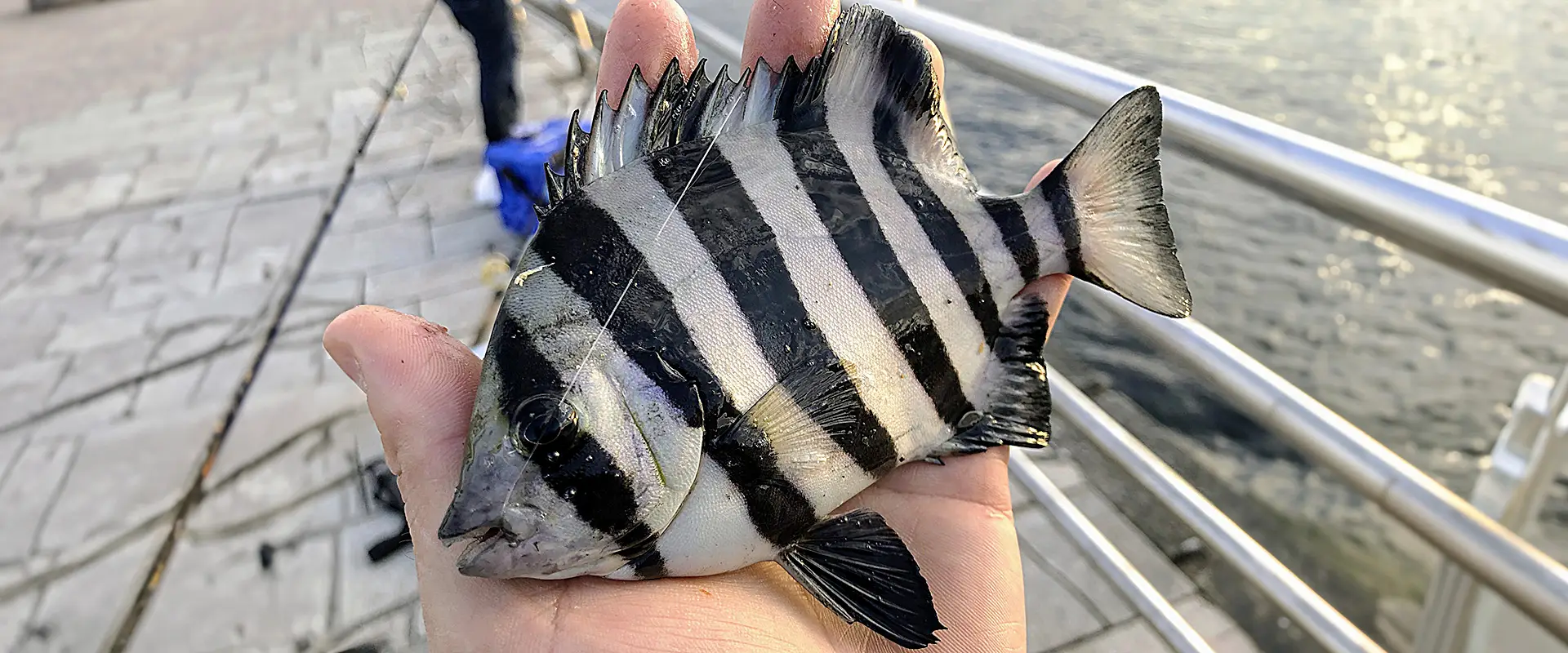 サンバソウの刺身はまずい？美味しい食べ方は煮付け？毒あるの？