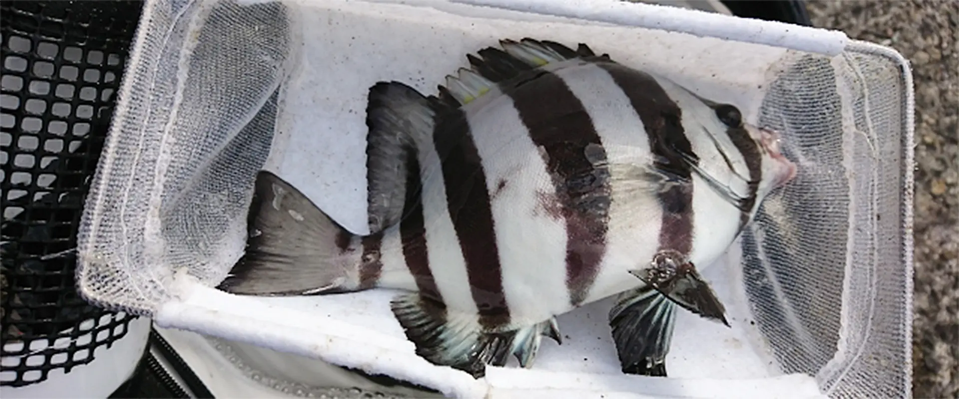 そもそもサンバソウとは？どんな魚？