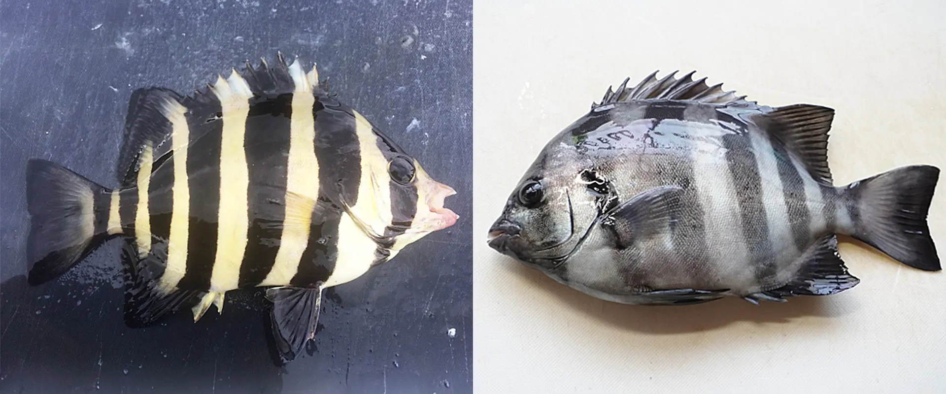 何センチまでサンバソウ？