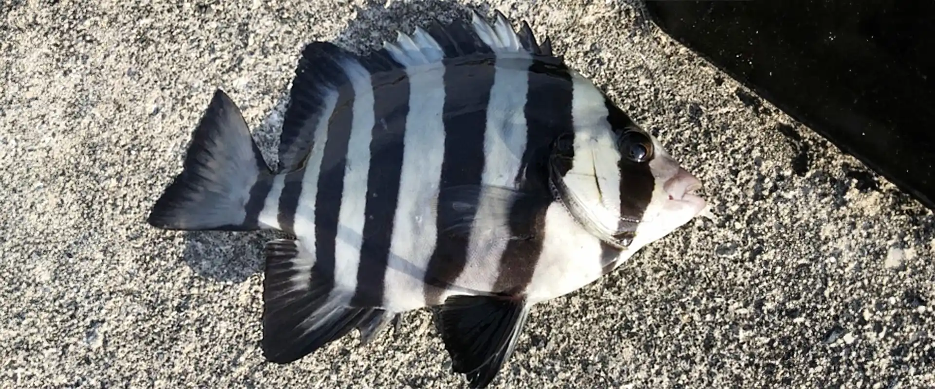 サンバソウはまずい？美味しい食べ方は？