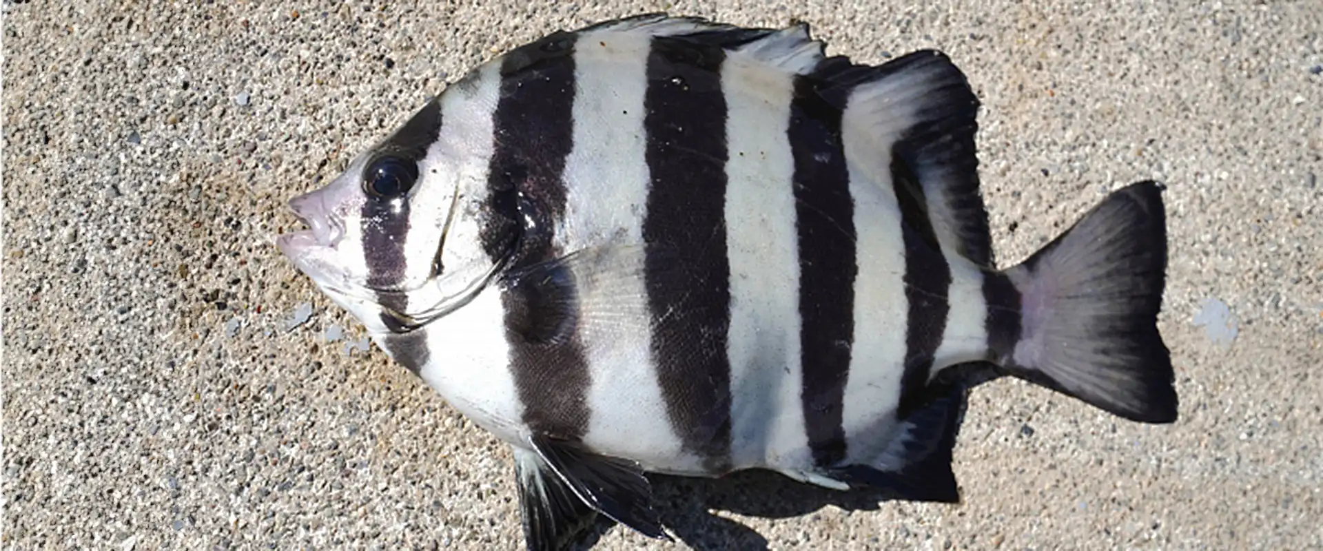 サンバソウの刺身はまずい？美味しい食べ方は煮付け？毒あるの？まとめ