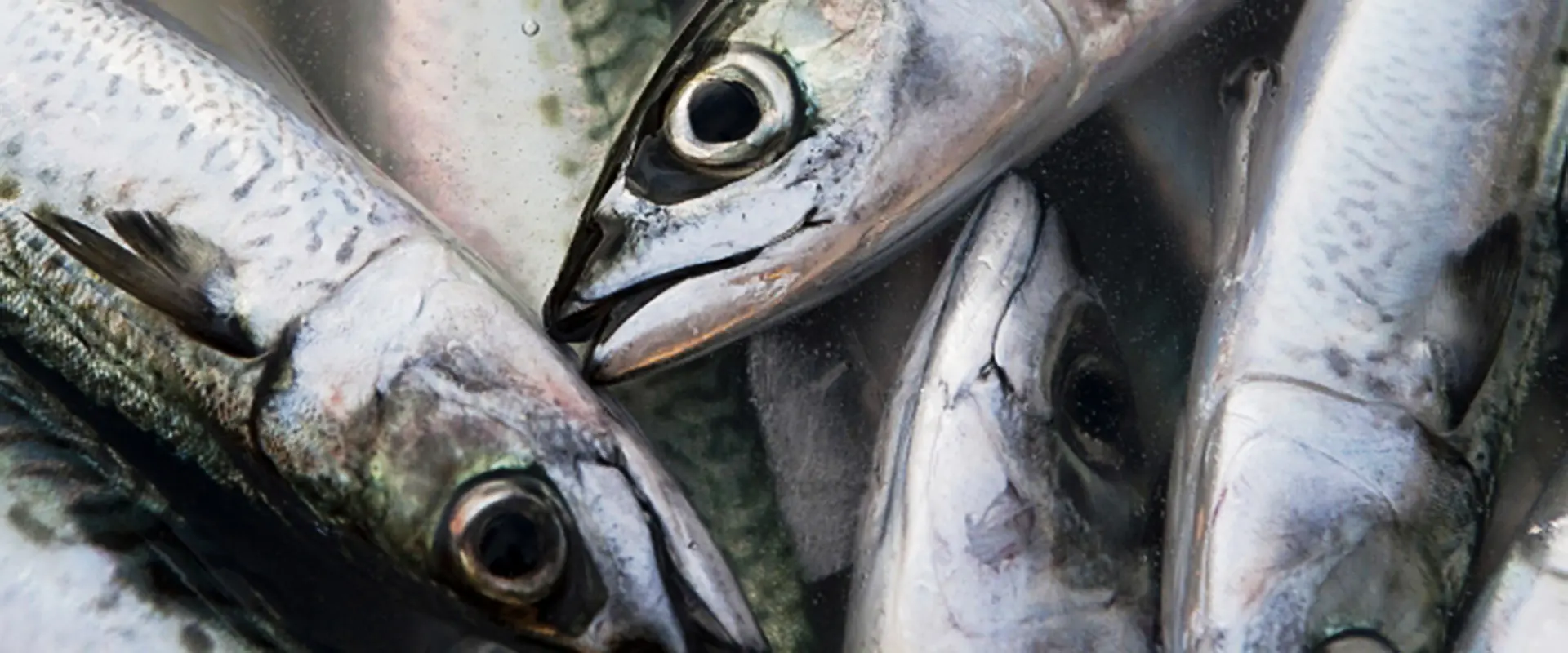 「鯖の生き腐れ」とは