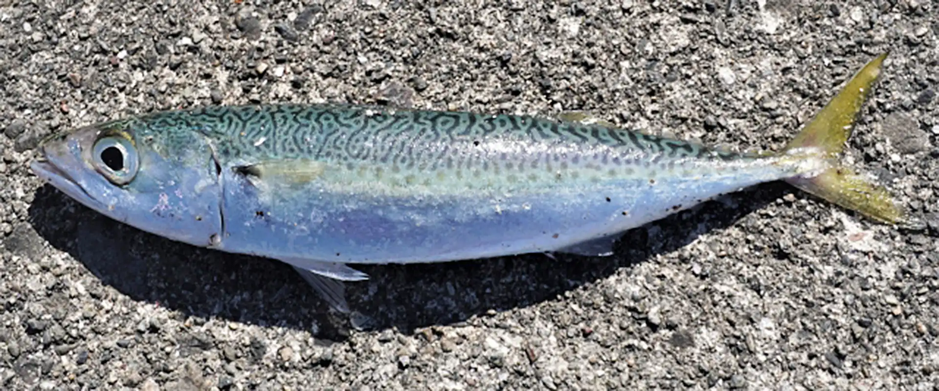 そもそも、サバ（マサバ）とは？どんな魚？