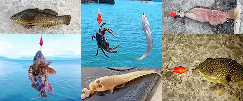 何が釣れる？