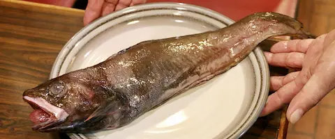 チゴダラとエゾイソアイナメ