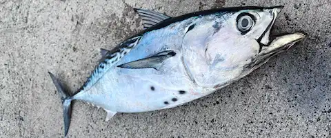 スマガツオの美味しい食べ方は？アニサキスいるの？ヤイトとの違い