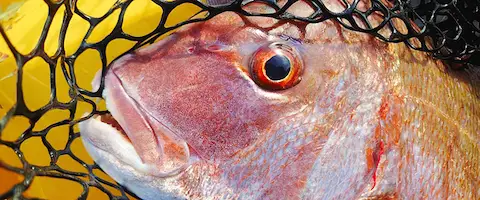 アニサキスいるの？
                                        