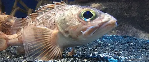 ユメカサゴの食べ方は刺身か塩焼き？毒ある？ノドグロとの違い
                                        