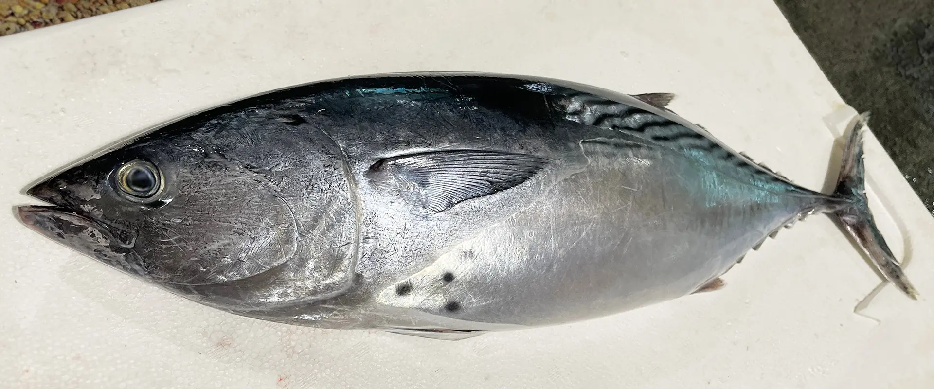 スマガツオ（スマ）とは？どんな魚なの？