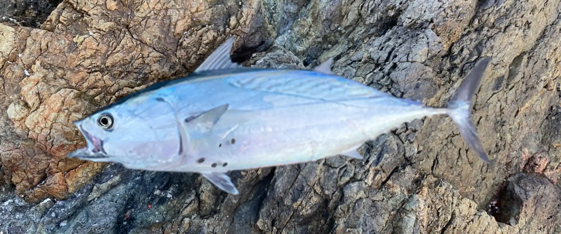 ヤイトガツオとの違い