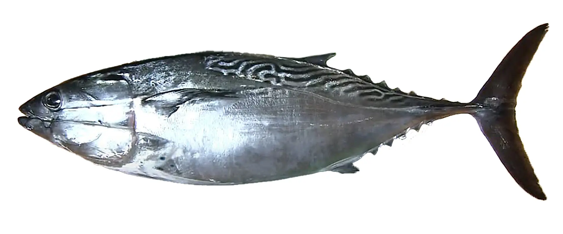 アニサキスいるの？