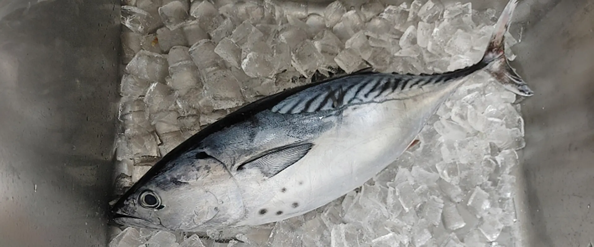 スマガツオ（スマ）の美味しい食べ方は？