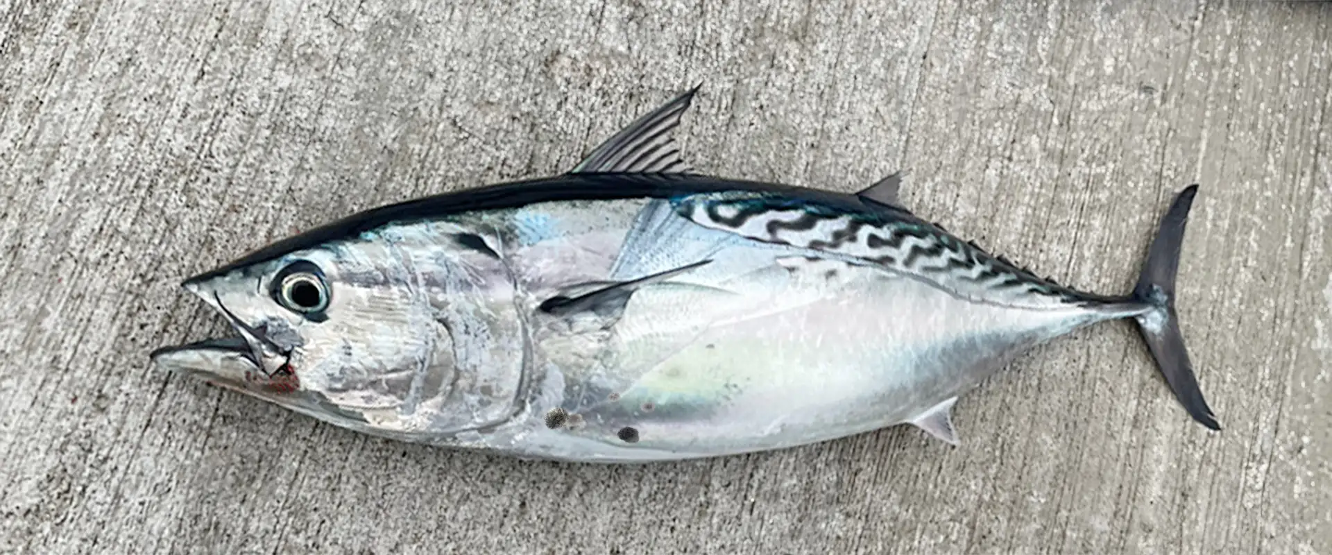 スマガツオの美味しい食べ方は？アニサキスいるの？ヤイトとの違い まとめ