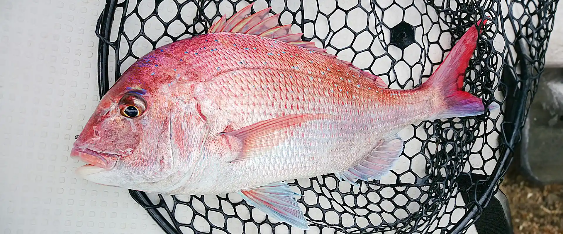 天然桜鯛しゃぶはまずい？美味しくない？養殖とどっちが美味しい