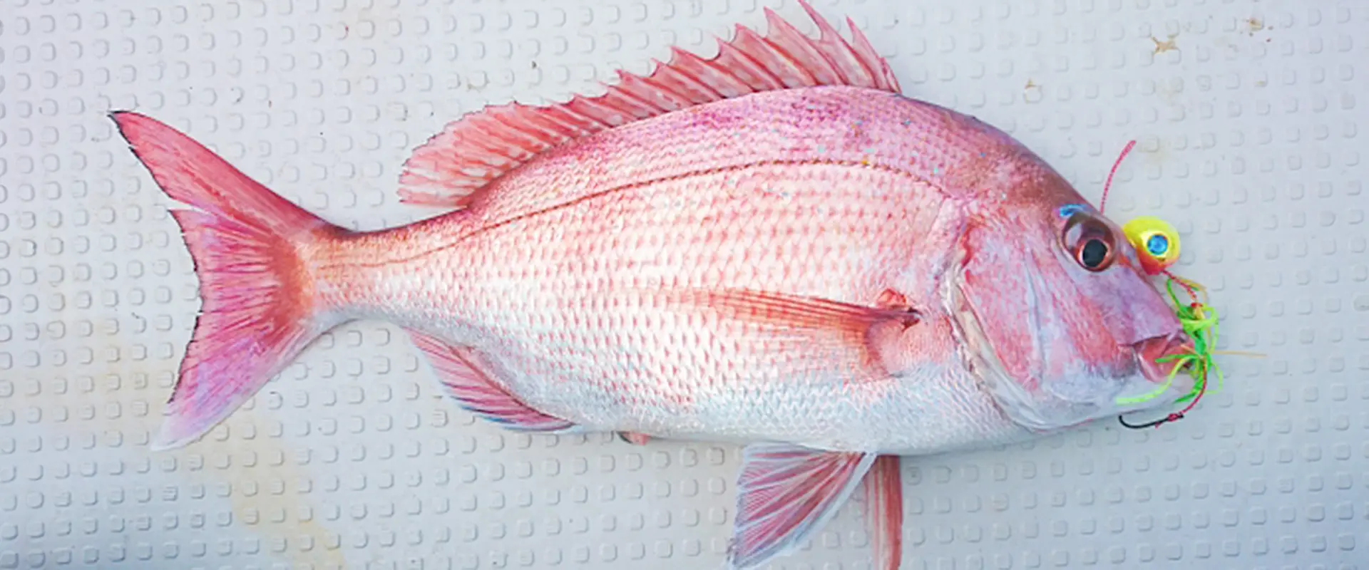 そもそもマダイとは？どんな魚？