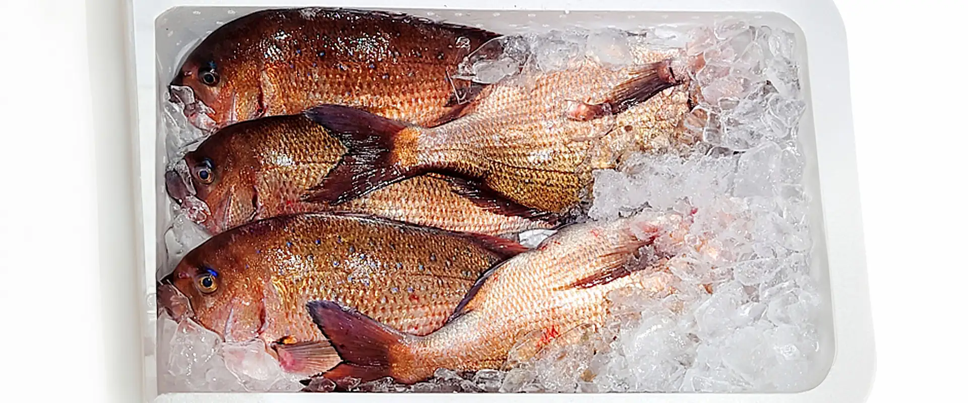 天然と養殖どっちが美味しい