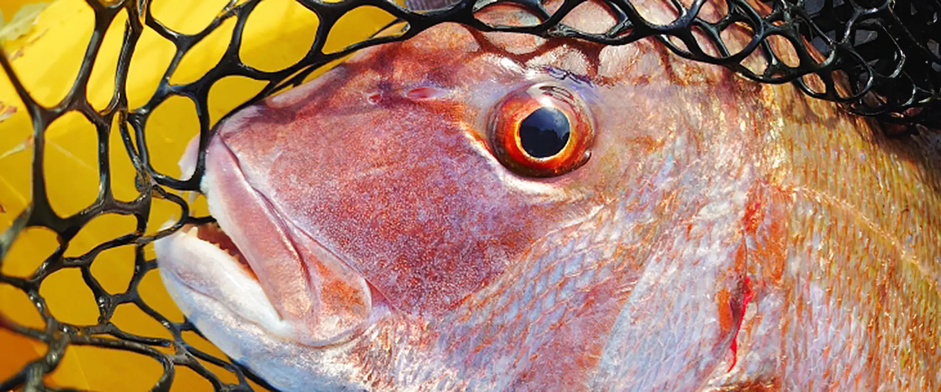 アニサキスいるの？