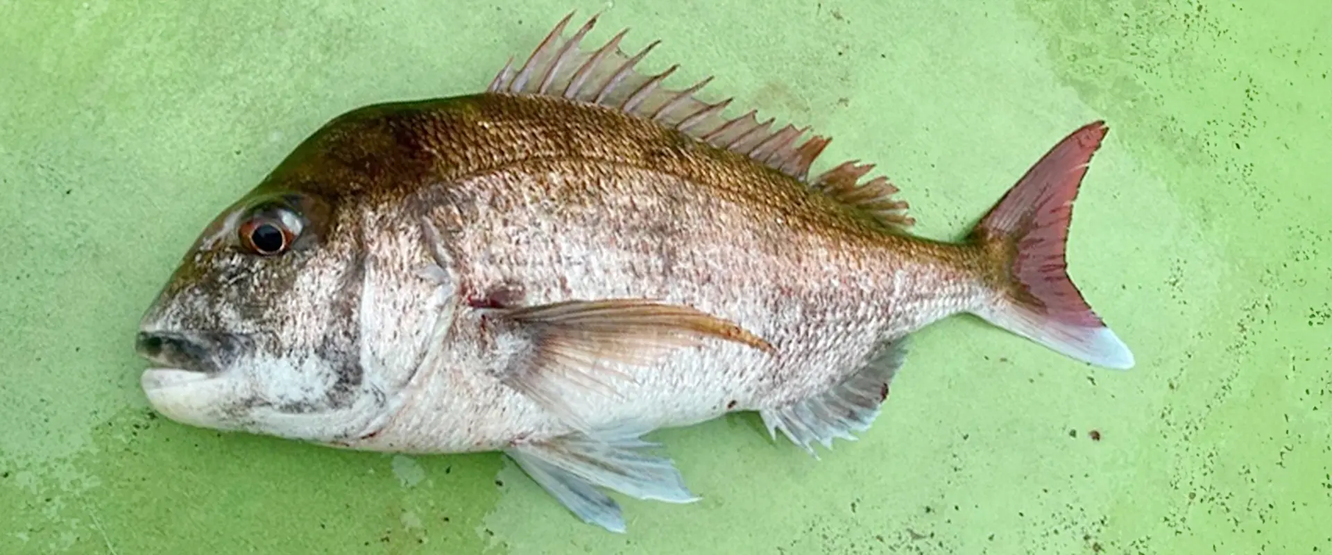 大きいと美味しくない？